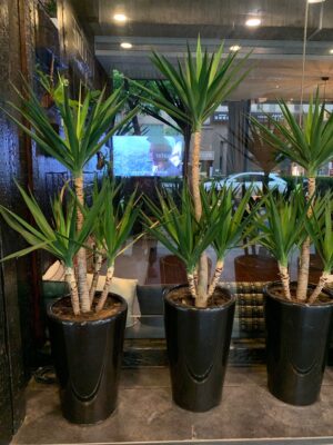 編號:EH0002----久久尤加利(龍血樹)盆-(1盆 )